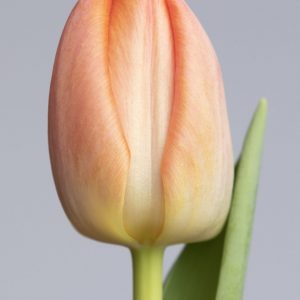 Pink/Orange single tulip stem, Orange Pride