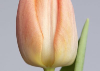 Pink/Orange single tulip stem, Orange Pride