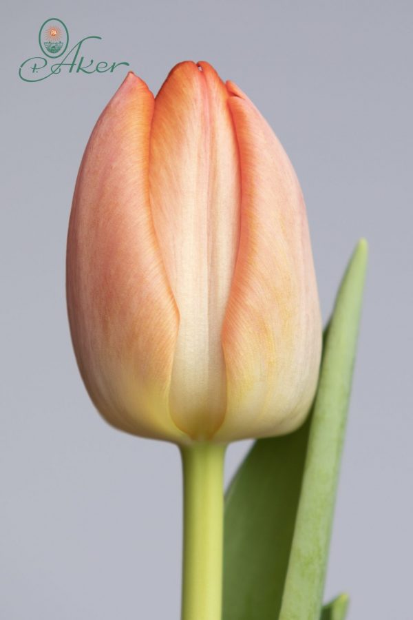 Pink/Orange single tulip stem, Orange Pride