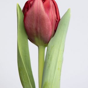 Single red tulip named Presto
