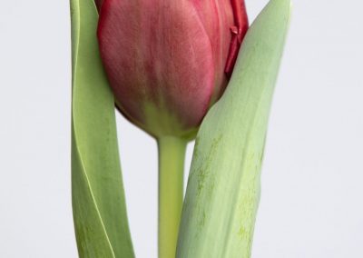 Single red tulip named Presto
