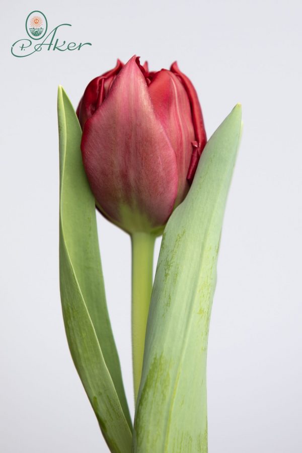 Single red tulip named Presto