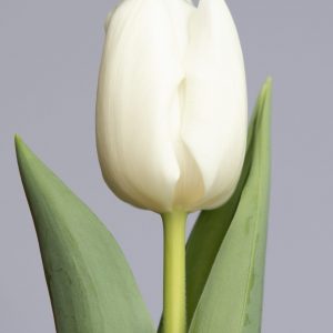 Rapid Ice a strong white tulip