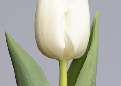 Rapid Ice a strong white tulip