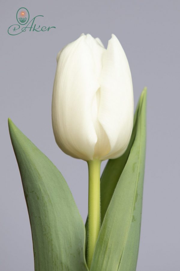 Rapid Ice a strong white tulip