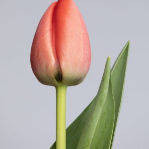 Close up of a single red tulip named:Red Pride