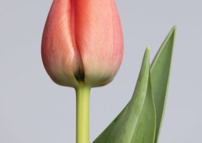 Close up of a single red tulip named:Red Pride