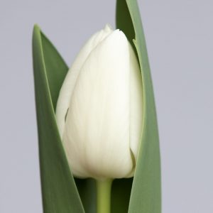 Single White tulip, a little bit in leave, Richarda