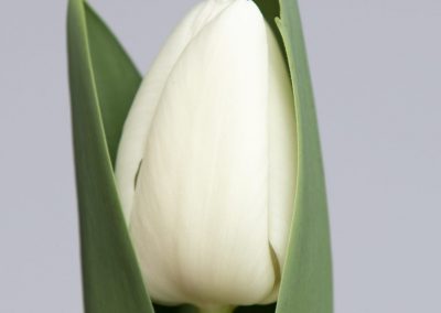 Single White tulip, a little bit in leave, Richarda