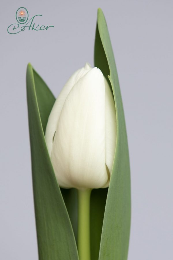 Single White tulip, a little bit in leave, Richarda