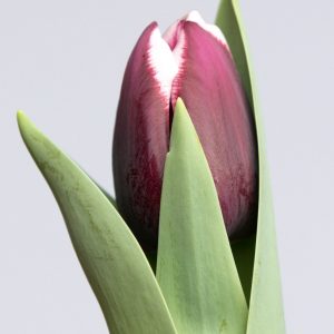 Single purple/white tulip: Tiramisu