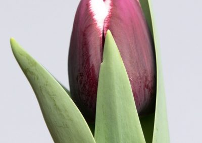 Single purple/white tulip: Tiramisu