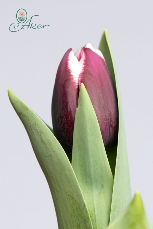 Single purple/white tulip: Tiramisu