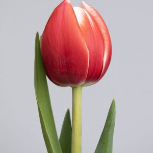 Single Red/White tulip named Voicemail