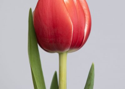 Single Red/White tulip named Voicemail