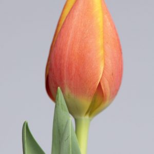 Red/Yellow single tulip named: Worlds friend