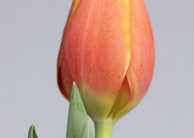 Red/Yellow single tulip named: Worlds friend