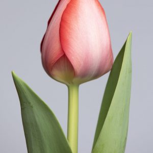 Single red tulip: van Eijk