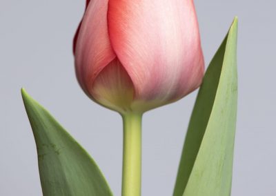 Single red tulip: van Eijk