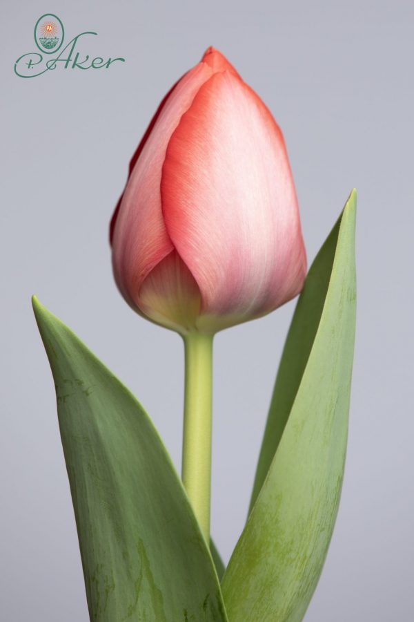 Single red tulip: van Eijk