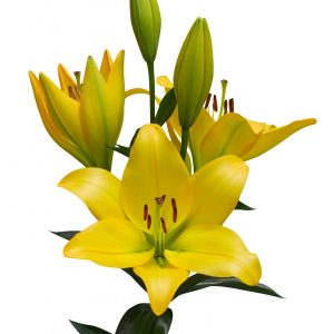 Cavalia beautiful yellow lily