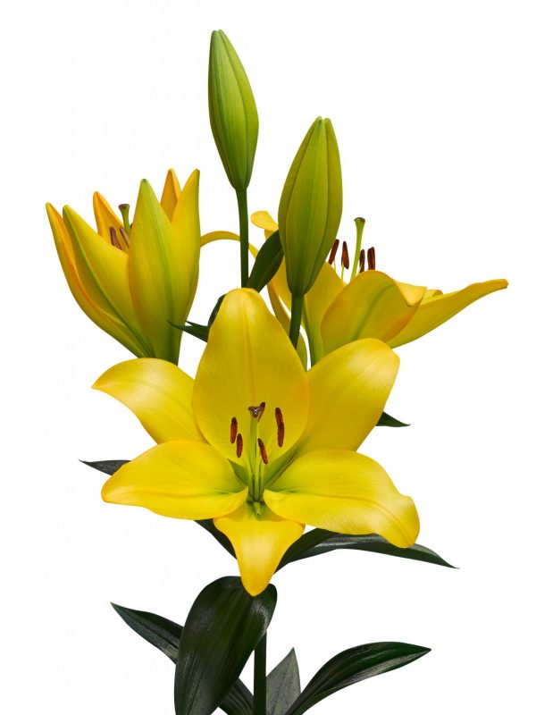 Cavalia beautiful yellow lily