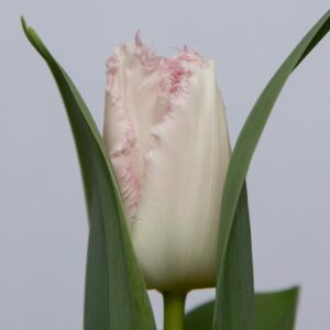 Single fringed pink tulip