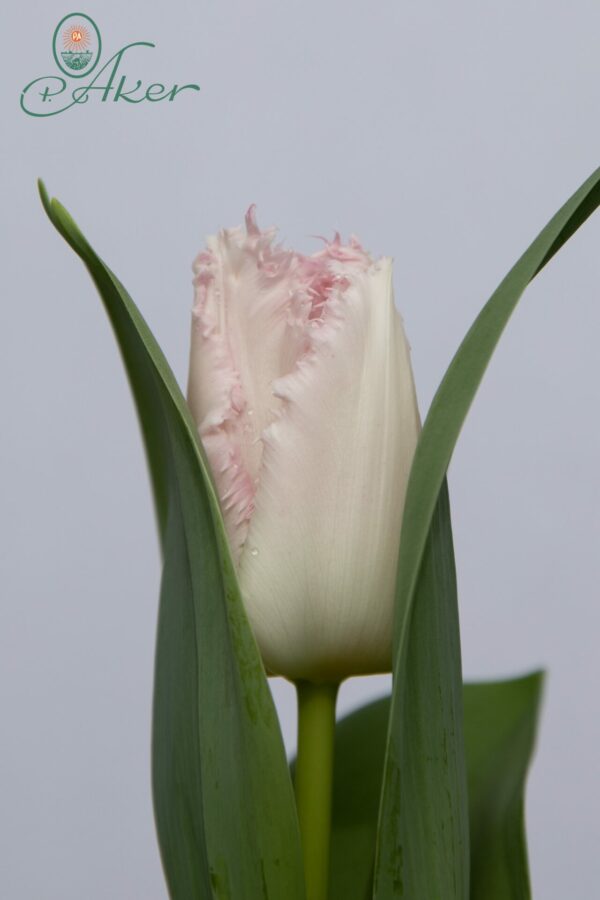 Single fringed pink tulip