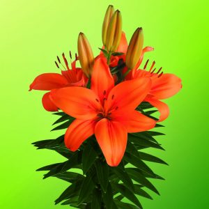 Single orange lily in pot 'Miss Kathy'