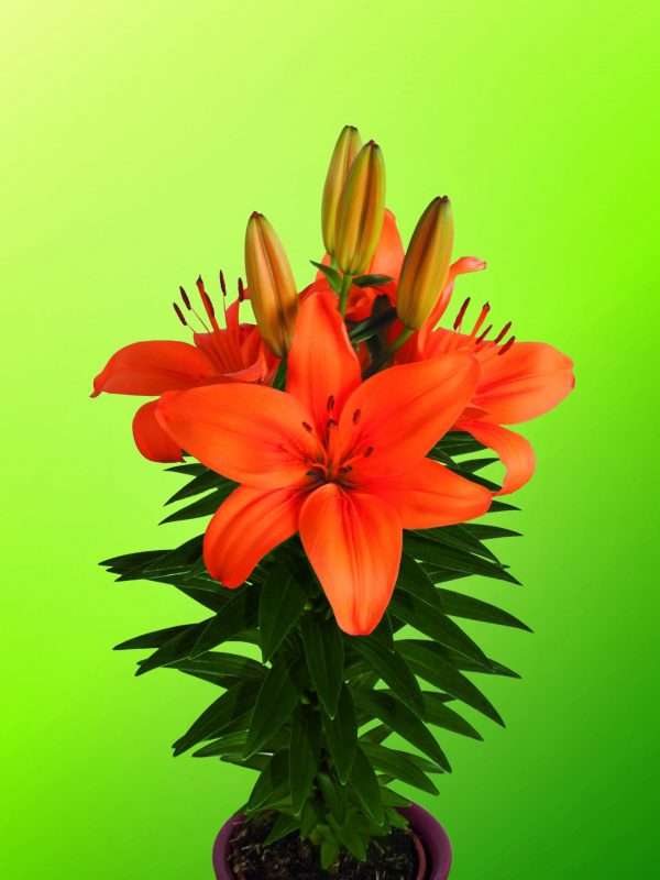 Single orange lily in pot 'Miss Kathy'