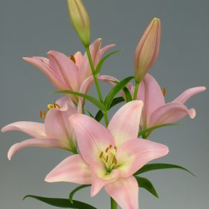 Pink lily stem Party Diamond