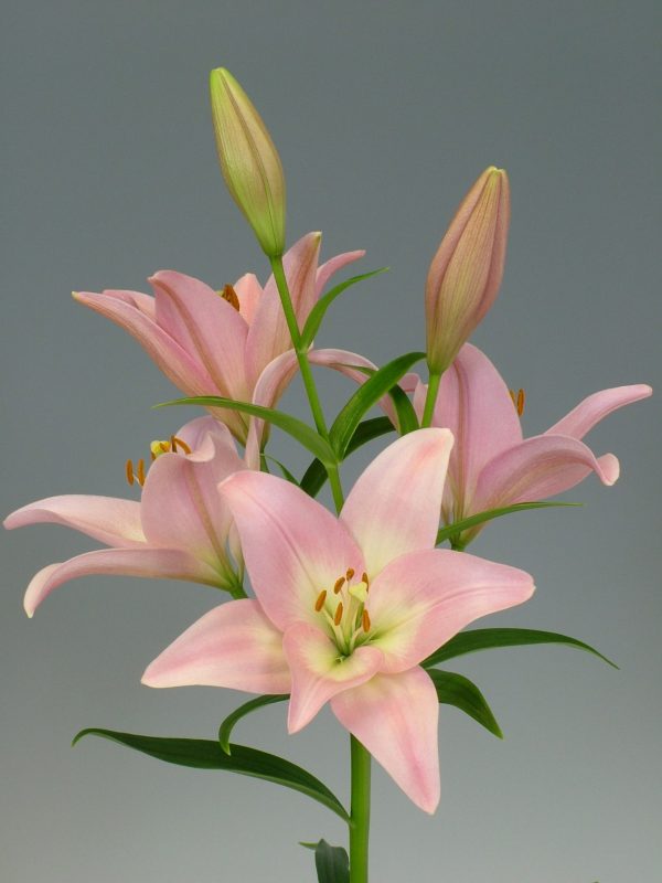 Pink lily stem Party Diamond