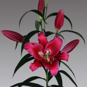 Beautiful dark red flowering lilium Red Heat