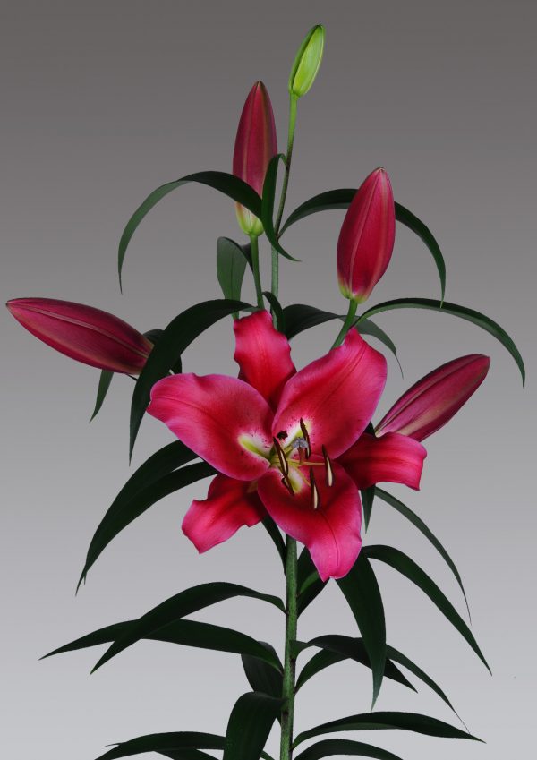 Beautiful dark red flowering lilium Red Heat