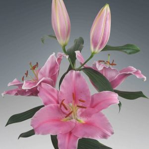 Light pink lily 'Renesi'