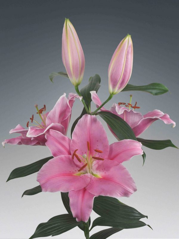 Light pink lily 'Renesi'