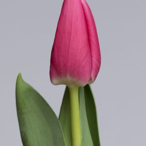 Single dark pink tulip