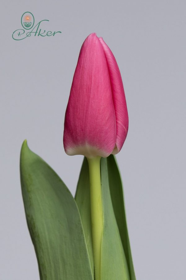 Single dark pink tulip