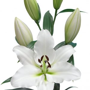 Vertaro white flowering lily