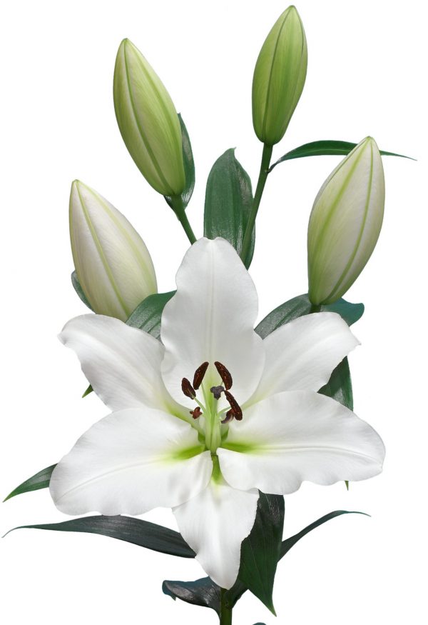 Vertaro white flowering lily