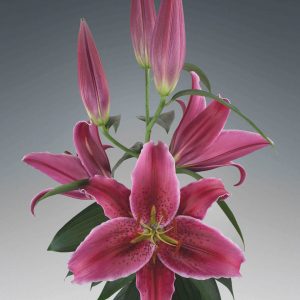 Single pink lily stem 'Vetto'