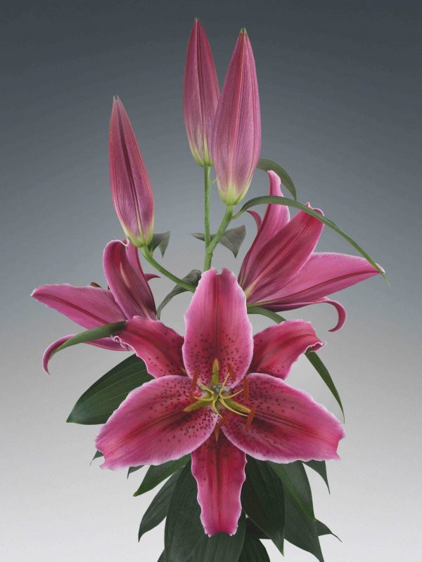 Single pink lily stem 'Vetto'