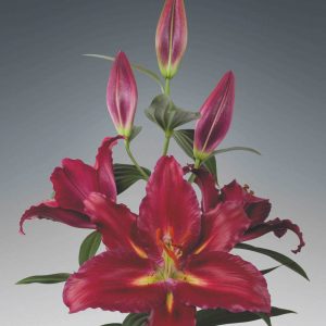 Single red lily Vezzano