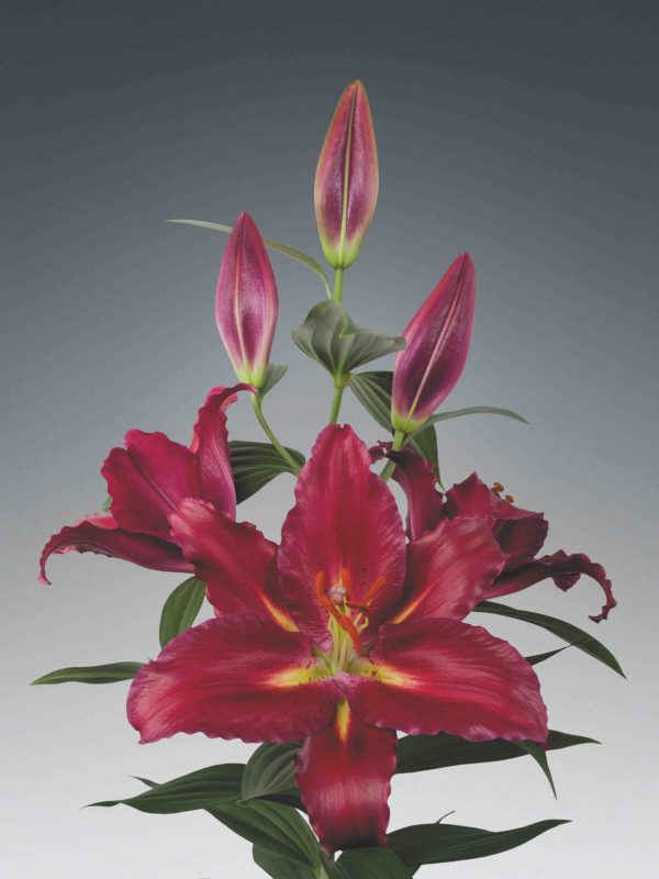 Single red lily Vezzano