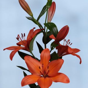 Amateras, flowering orange lily