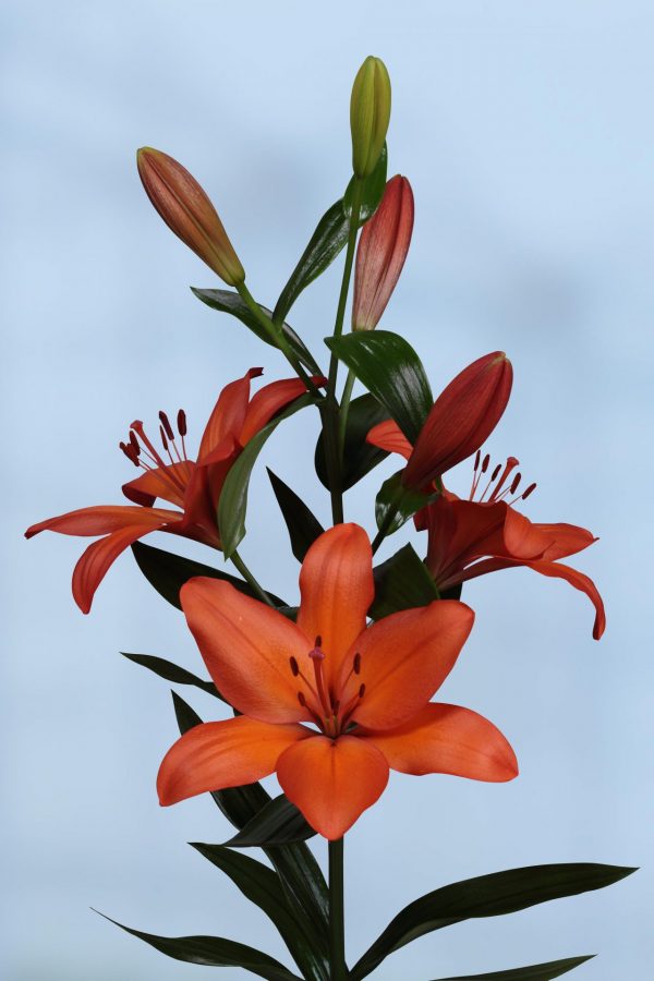 Amateras, flowering orange lily