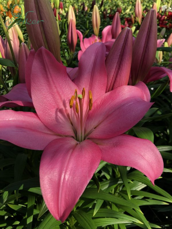 Big pink lily Arriba