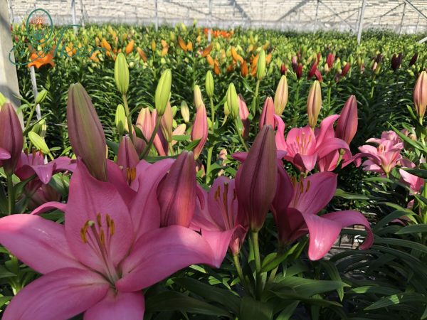 Overvieuw from the big pink lily Arriba in the greenhouse