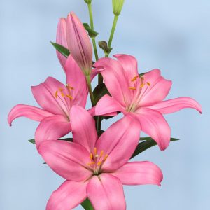 Beautiful pink lily