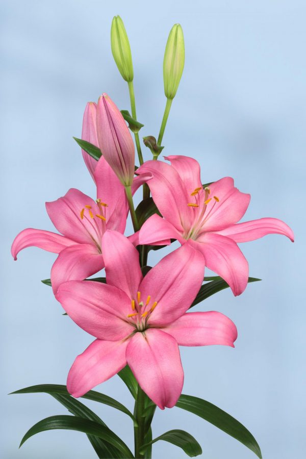 Beautiful pink lily